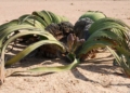 AI helps decode the epigenetic ‘off-switch’ in an ugly plant that lives for 3,000 years AI helps decode the epigenetic ‘off-switch’ in an ugly plant that lives for 3,000 years