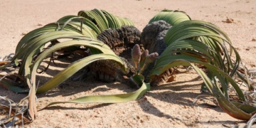 AI helps decode the epigenetic ‘off-switch’ in an ugly plant that lives for 3,000 years