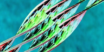 Princeton builds bio-hybrid computer using living neurons