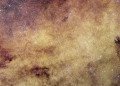 Euclid data could reveal isolated Milky Way black holes